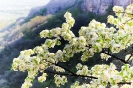 Цветущая весна. Крым